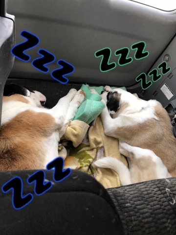 F634DE34-4B67-4BB9-963D-A9B0AF022DF3.jpeg