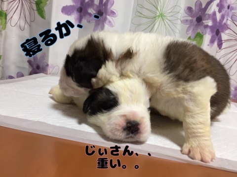 4BA10E2D-2970-4387-9C1E-FF14E39A5BC3.jpeg