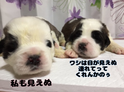 A3383FA9-0B6F-48BC-83F7-C208777EE384.jpeg