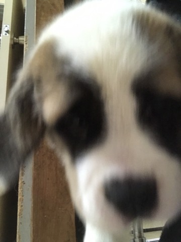 S__24297496.jpg